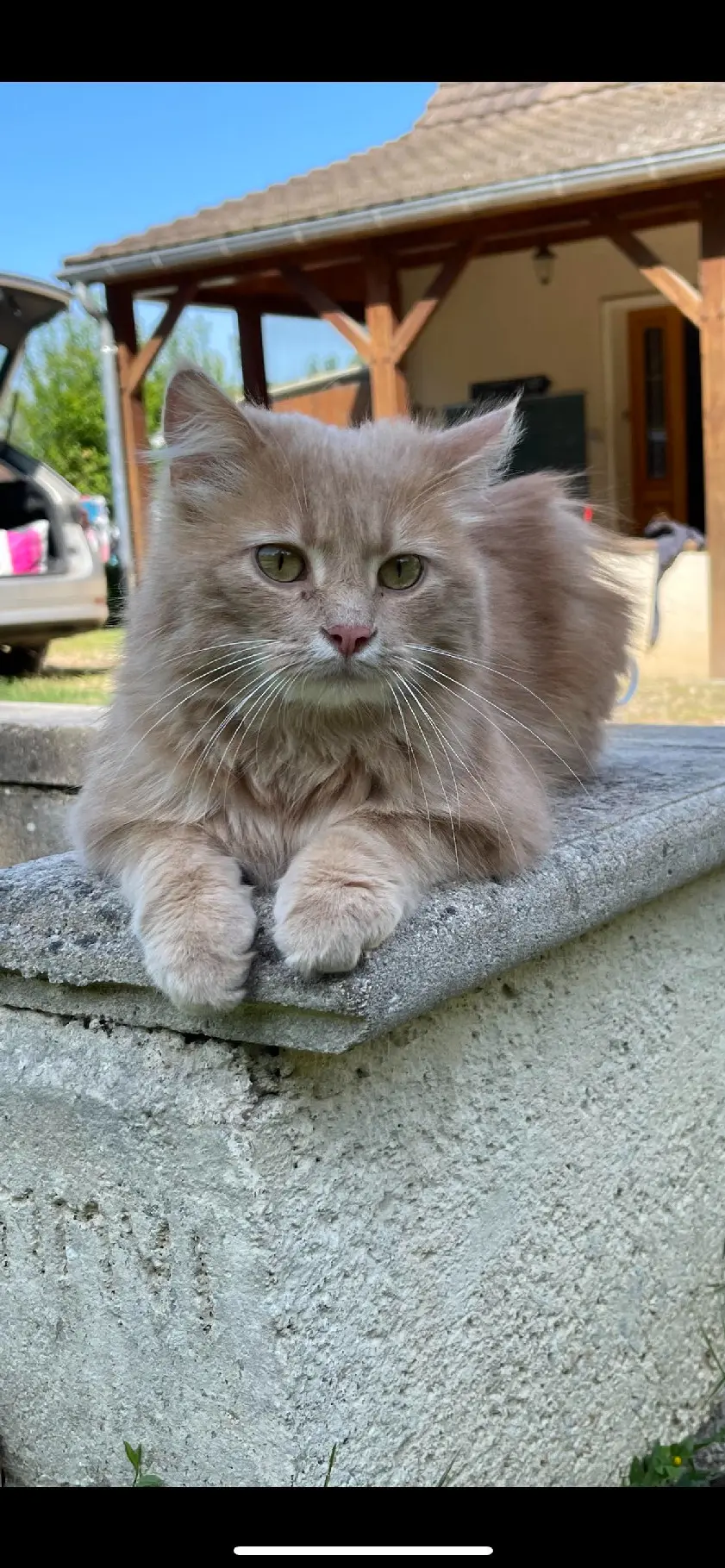 Chat Perdu 37 Indre-et-Loire