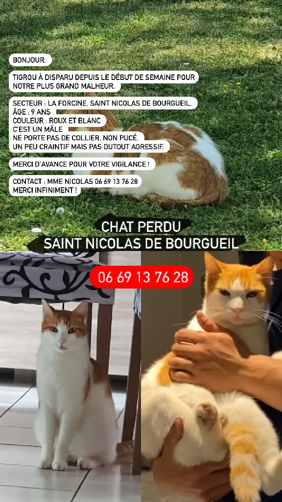 Chat Perdu 37 Indre-et-Loire - Tigrou