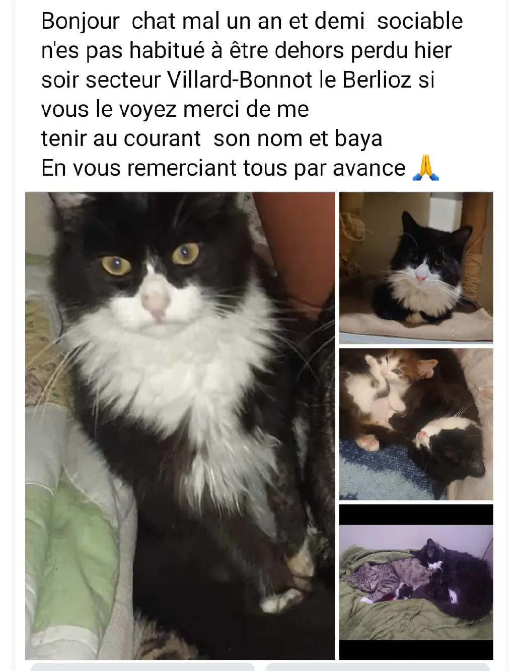 Chat Perdu 38 Isère - Baya