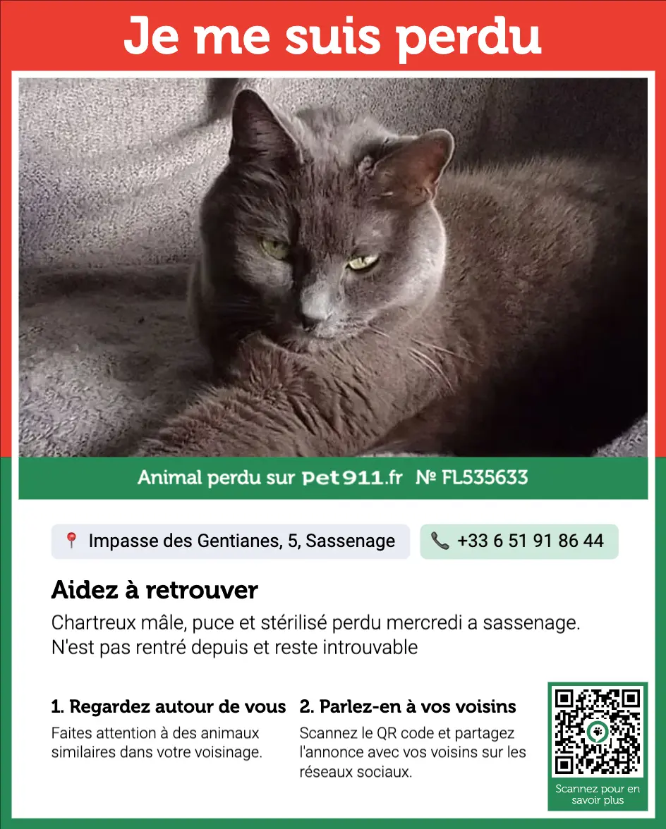 Chat Perdu 38 Isère - Chachou