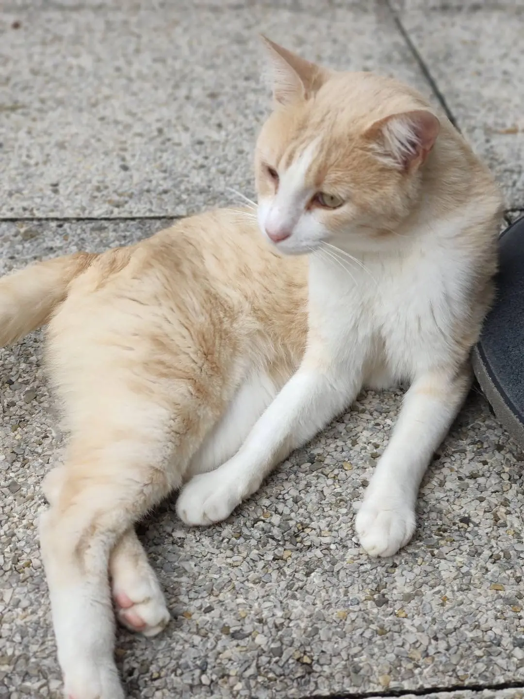 Chat Perdu 38 Isère - Drogo