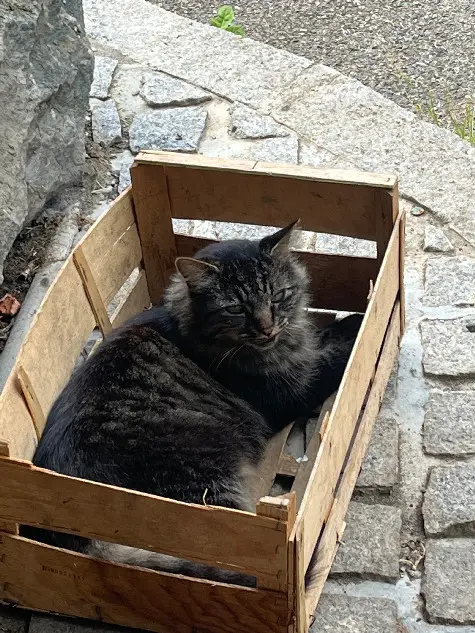 Chat Perdu 38 Isère