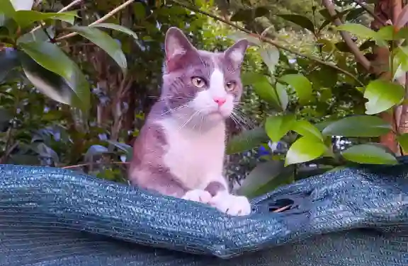 Chat Perdu 38 Isère - Sajy