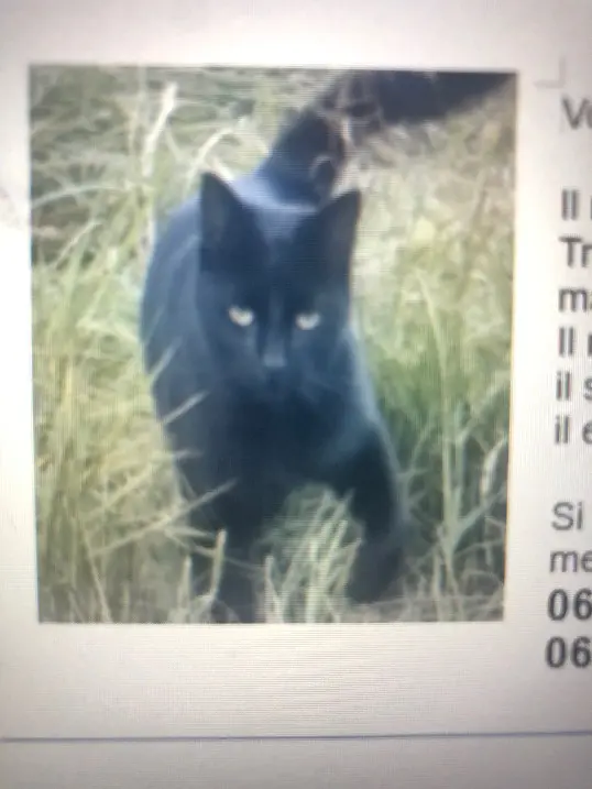 chat lost 27 Chemin des Bourrissières 38270 Moissieu-sur-Dolon 