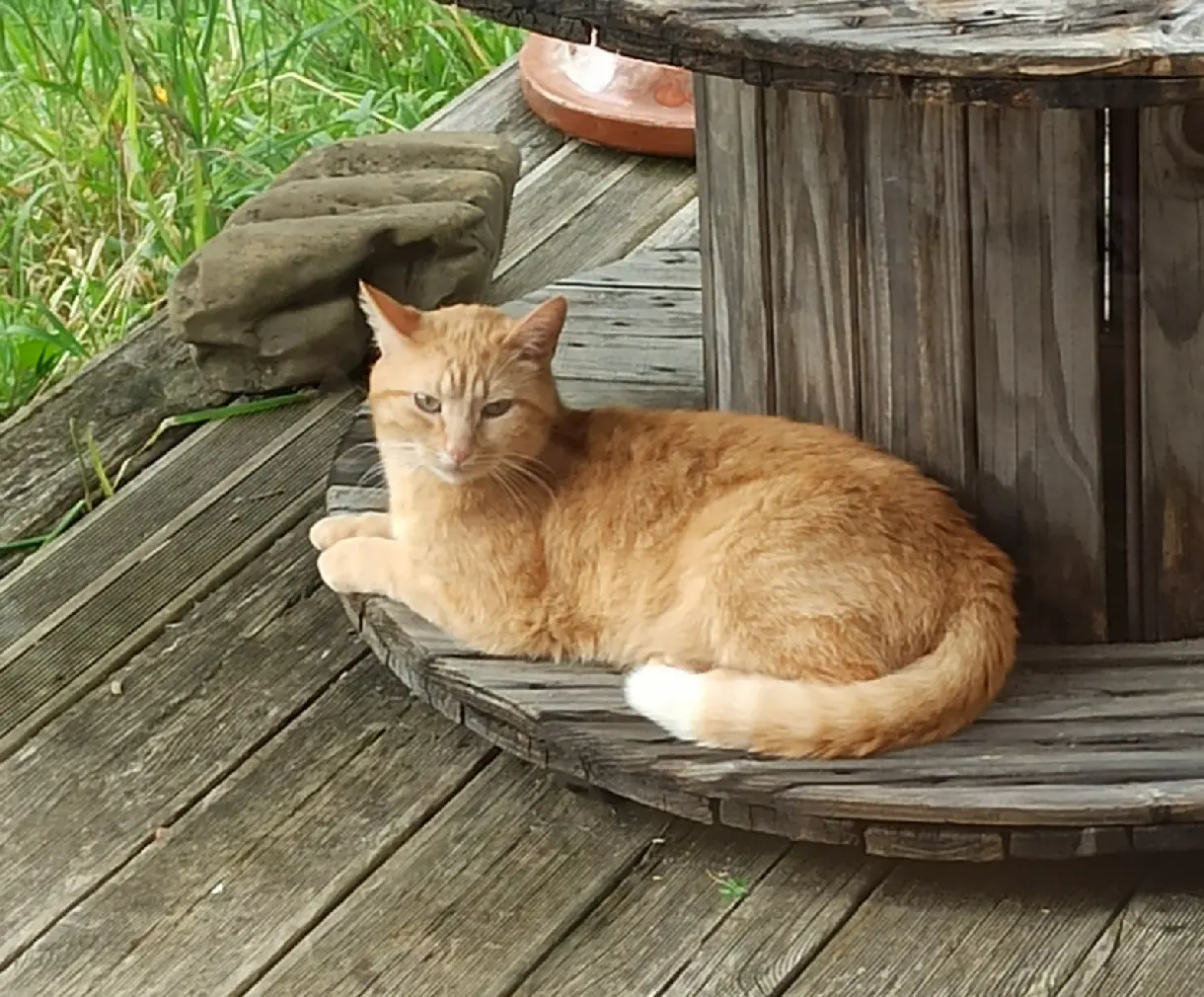 Chat Perdu 40 Landes - Antonio