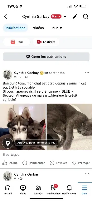 chat lost   40190 Villeneuve-de-Marsan Blue