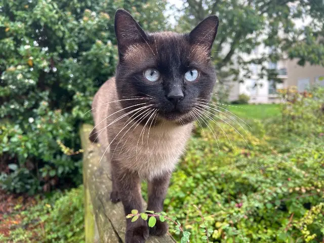 cat lost   41100 Vendôme Antar