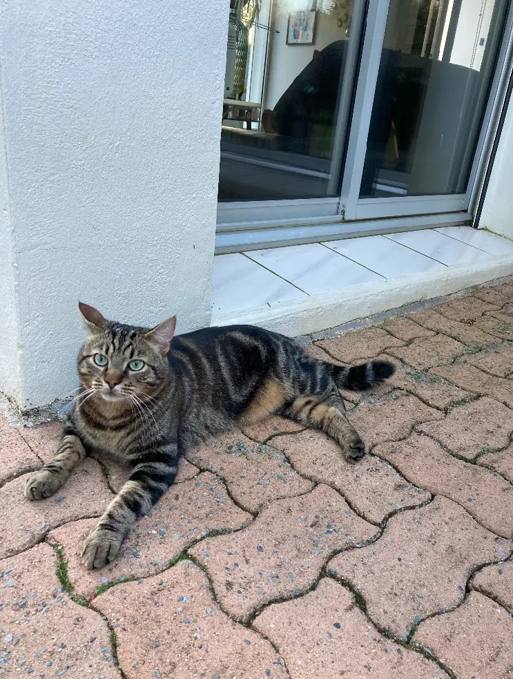 Chat Perdu 41 Loir-et-Cher - Tigrou