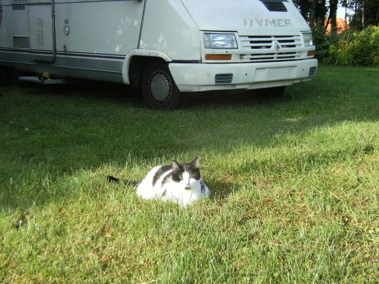 Chat Perdu 44 Loire-Atlantique