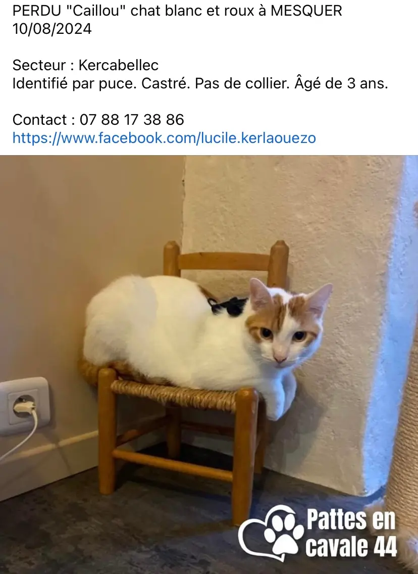 Chat Perdu 44 Loire-Atlantique - Caillou