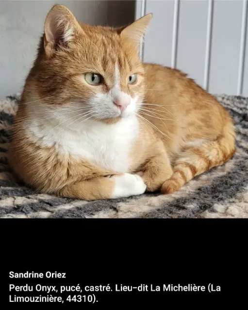 cat lost   44310 La Limouzinière Onyx