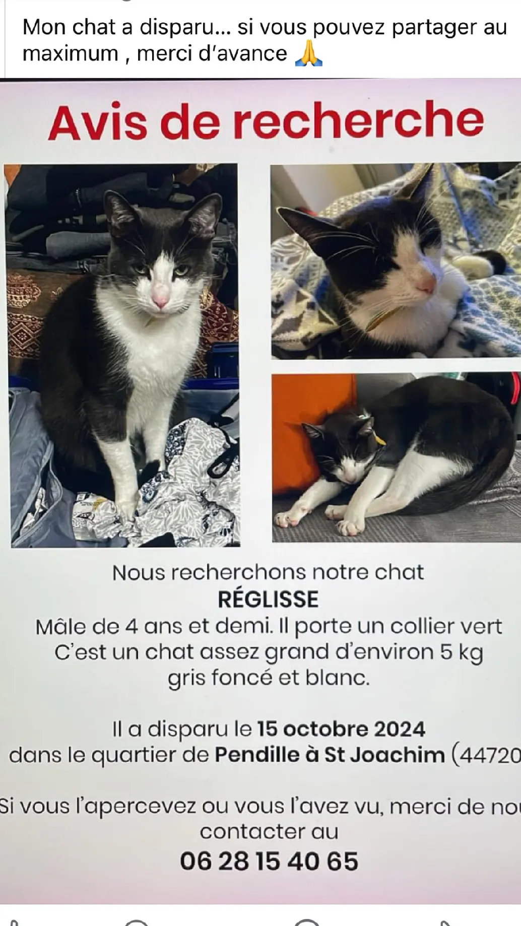 Chat Perdu 44 Loire-Atlantique - Réglisse