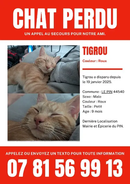 chat lost   44540 Le Pin Tigrou