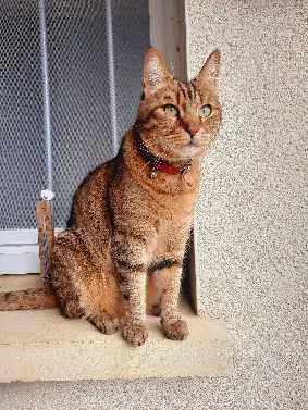 Chat Perdu 49 Maine-et-Loire Beaupréau-en-Mauges - Titi