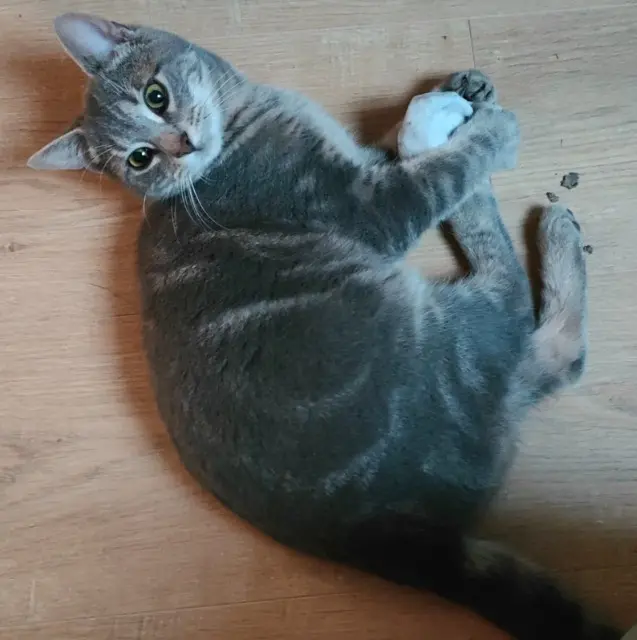 cat lost   49320 Brissac-Loire-Aubance Viggo