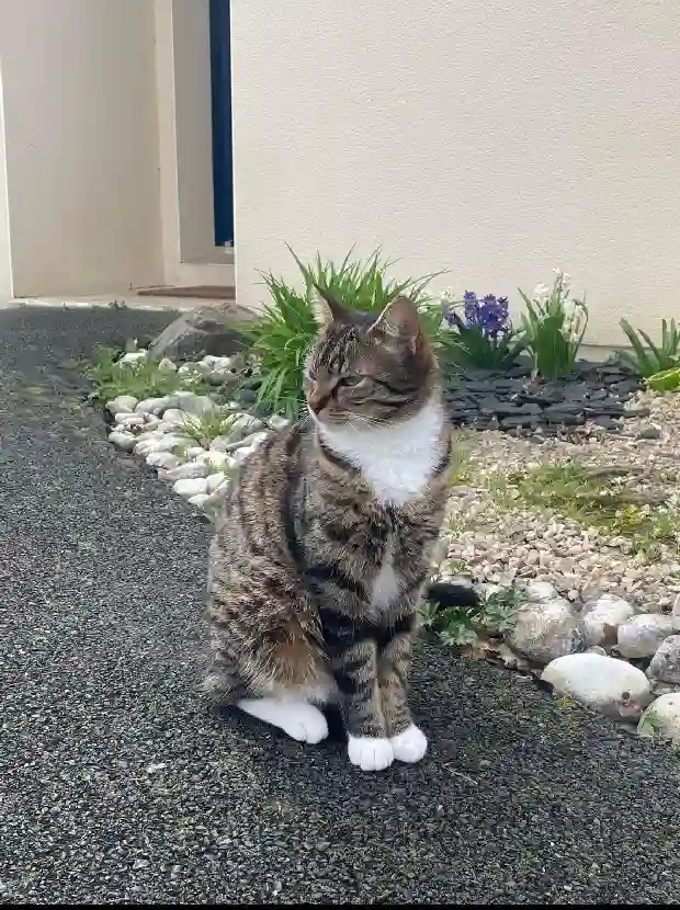 Chat Perdu 49 Maine-et-Loire Montrevault-sur-Èvre - Calin