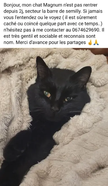 chat lost   50810 La Barre-de-Semilly Magnum