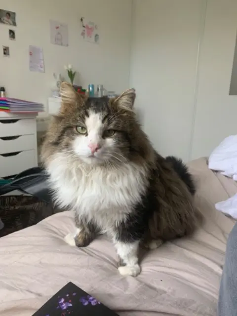 cat lost   51240 Omey biscuit