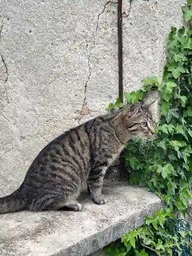 Chat Perdu 51 Marne Reims - Biscuit