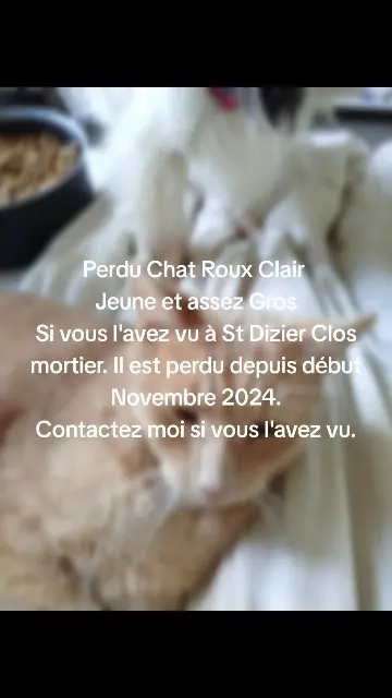 cat lost   52100 Saint-Dizier Minou