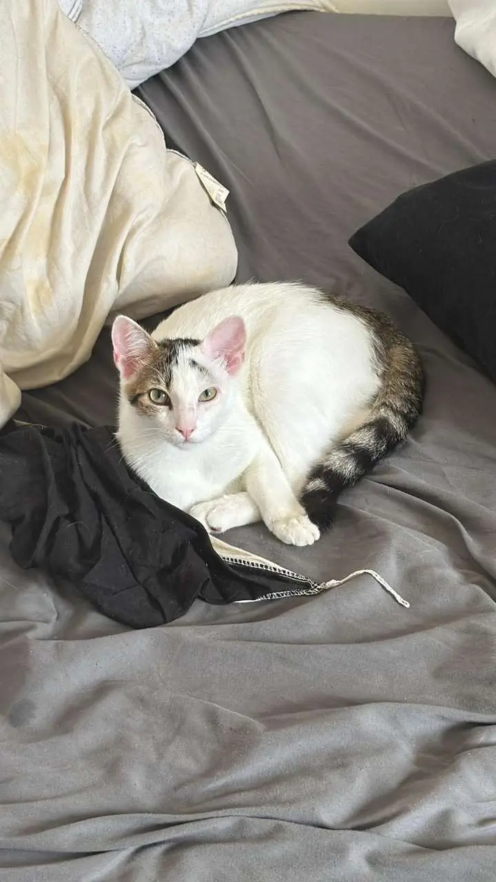 chat lost  R 34 53640 Champéon Casper 