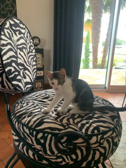 cat lost   53810 Changé Hermes