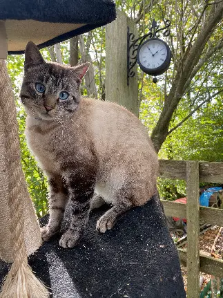 Chat Perdu 53 Mayenne