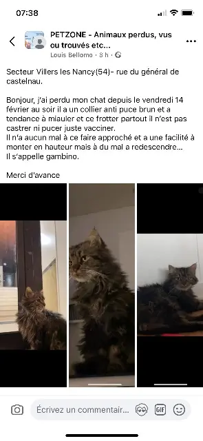 cat lost   54600 Villers-lès-Nancy Gambino