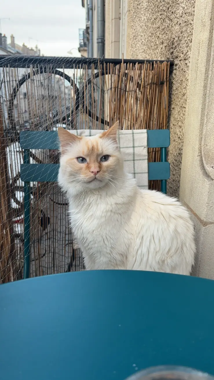 Chat Perdu 54 Meurthe-et-Moselle Nancy - Socrate