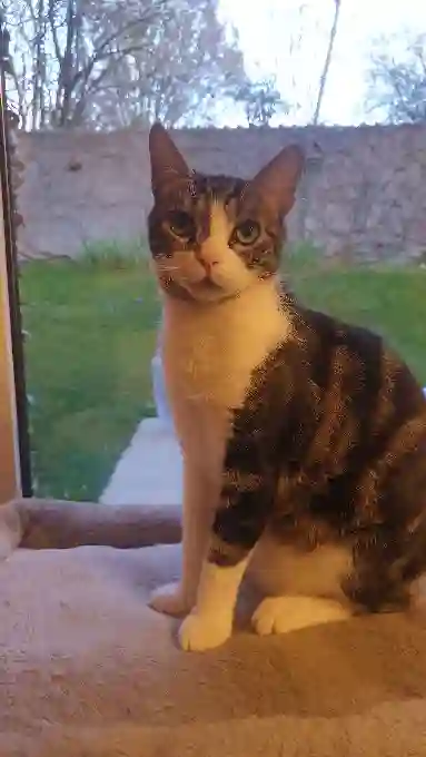 Chat Perdu 54 Meurthe-et-Moselle - Tango