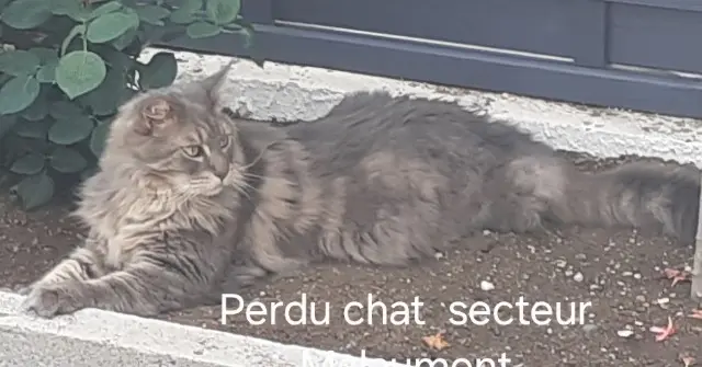 chat lost   55200 Chonville-Malaumont Nelson