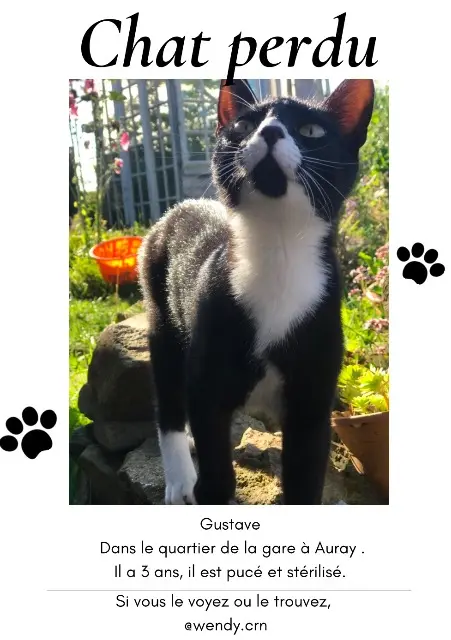 cat lost   56400 Auray Gustave