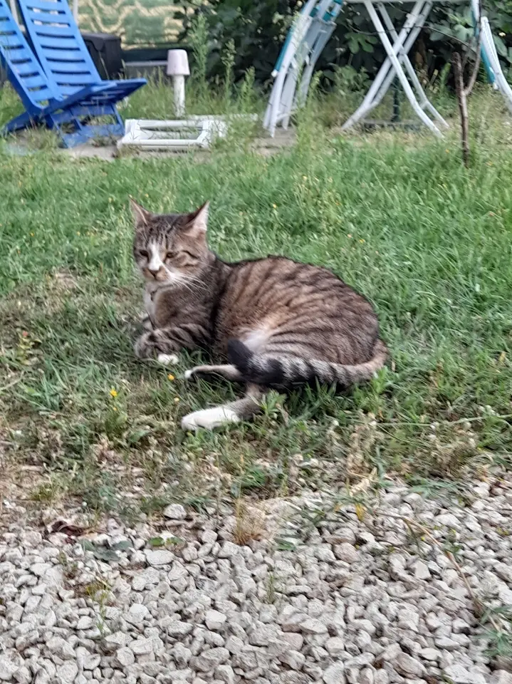 Chat Perdu 56 Morbihan Évellys