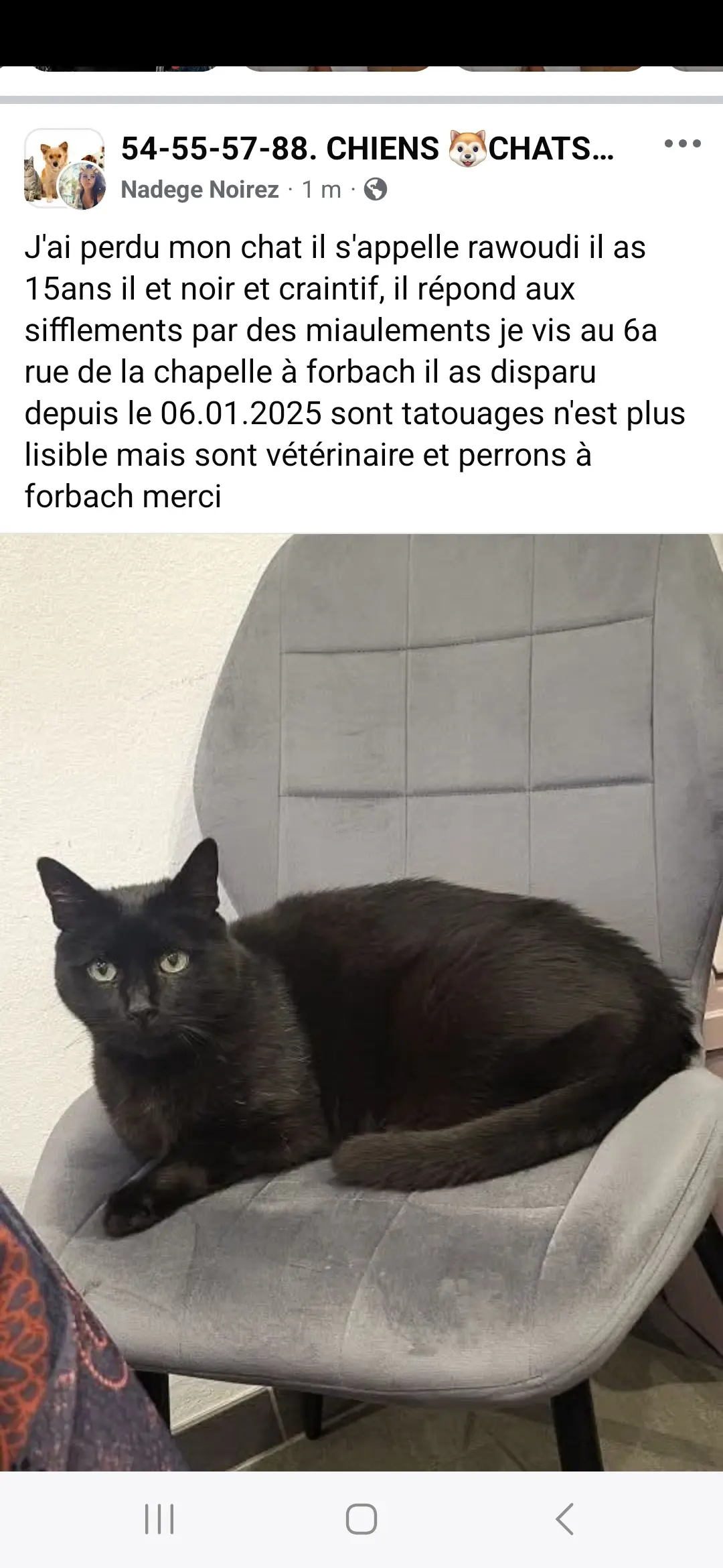 chat lost  Avenue Saint-Rémy 57600 Forbach Rawoudi 