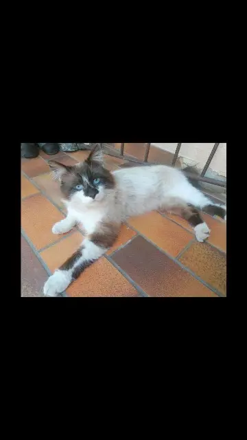 cat lost   57470 Hombourg-Haut Woody