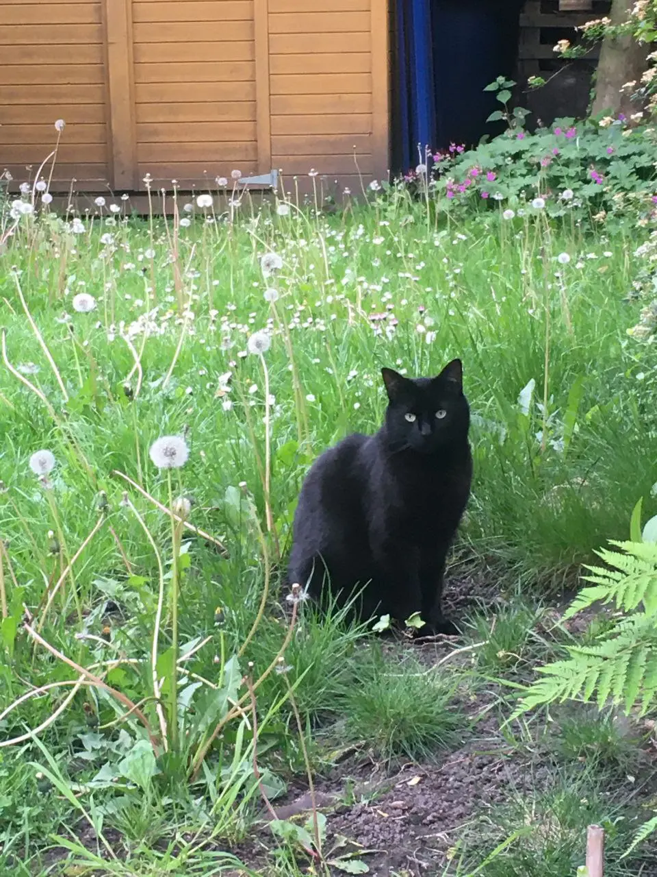 Chat Perdu 59 Nord Lille - Éros