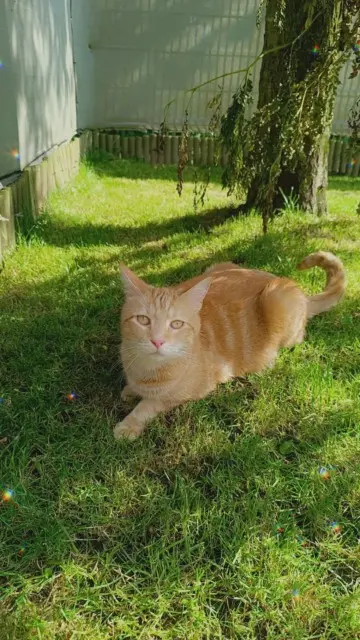 cat lost   59234 Monchecourt Simba