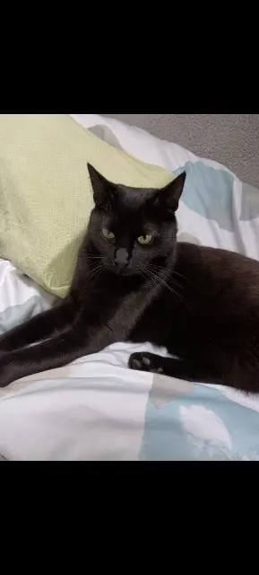 cat lost   59495 Leffrinckoucke Tchalla