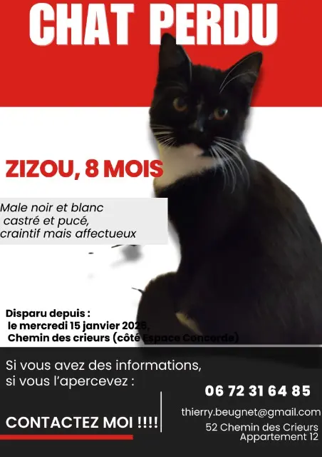 cat lost    Villeneuve-d'Ascq Zizou