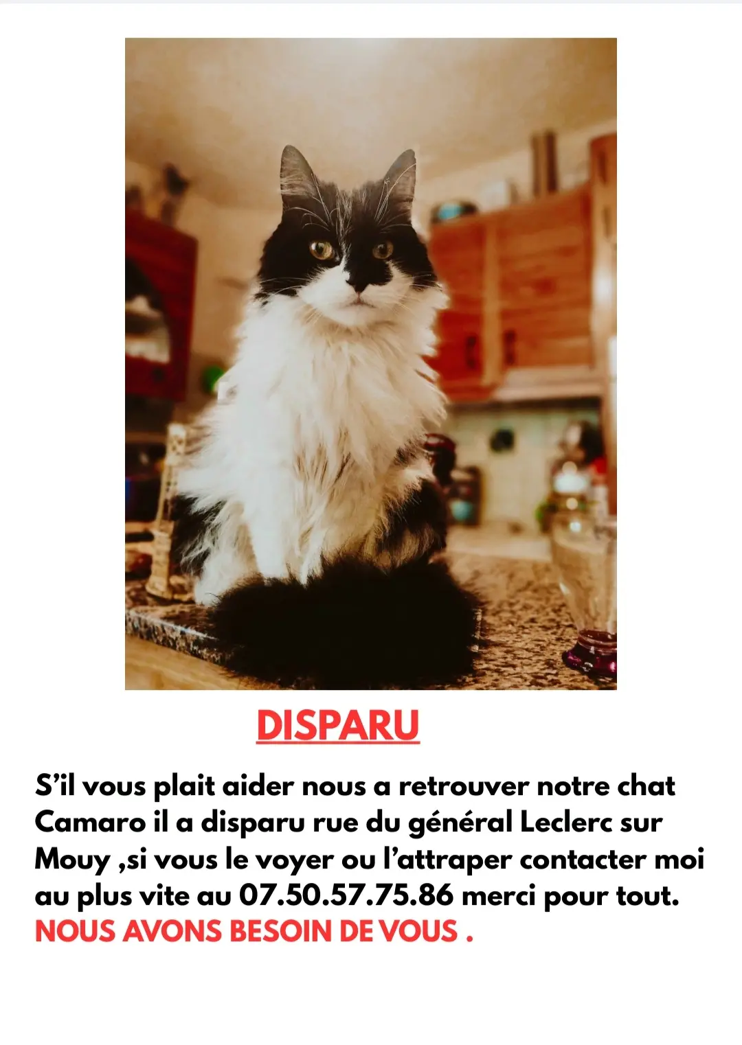 Chat Perdu 60 Oise - Camaro