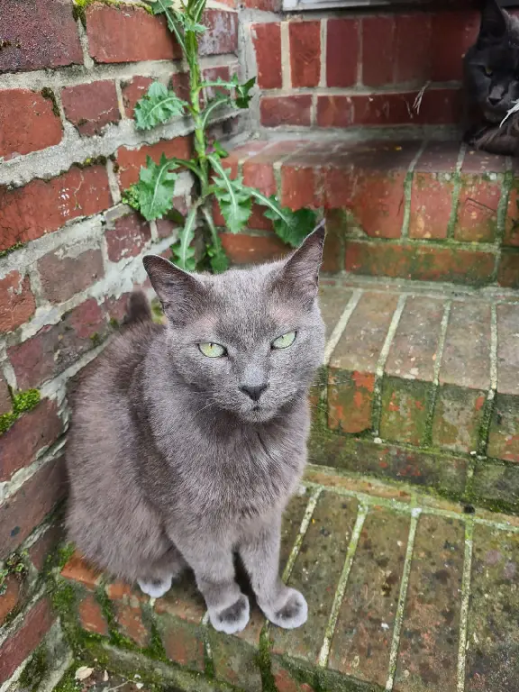 Chat Perdu 60 Oise - Gavroche