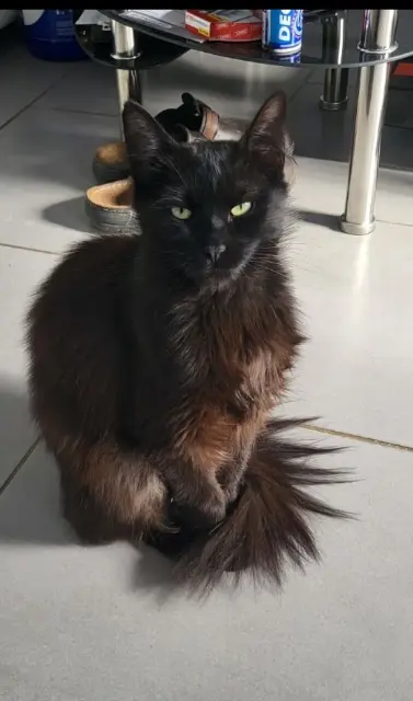 cat lost   62141 Évin-Malmaison Hytech