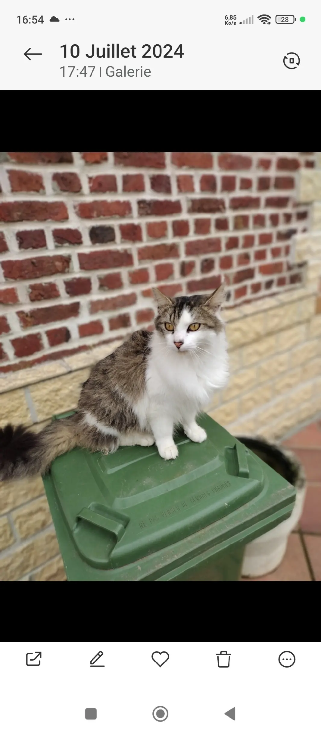 Chat Perdu 62 Pas-de-Calais - Swiffer