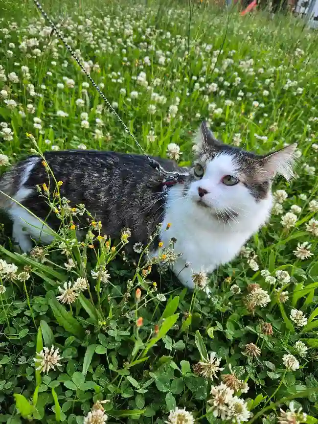 Chat Perdu 62 Pas-de-Calais - Thor