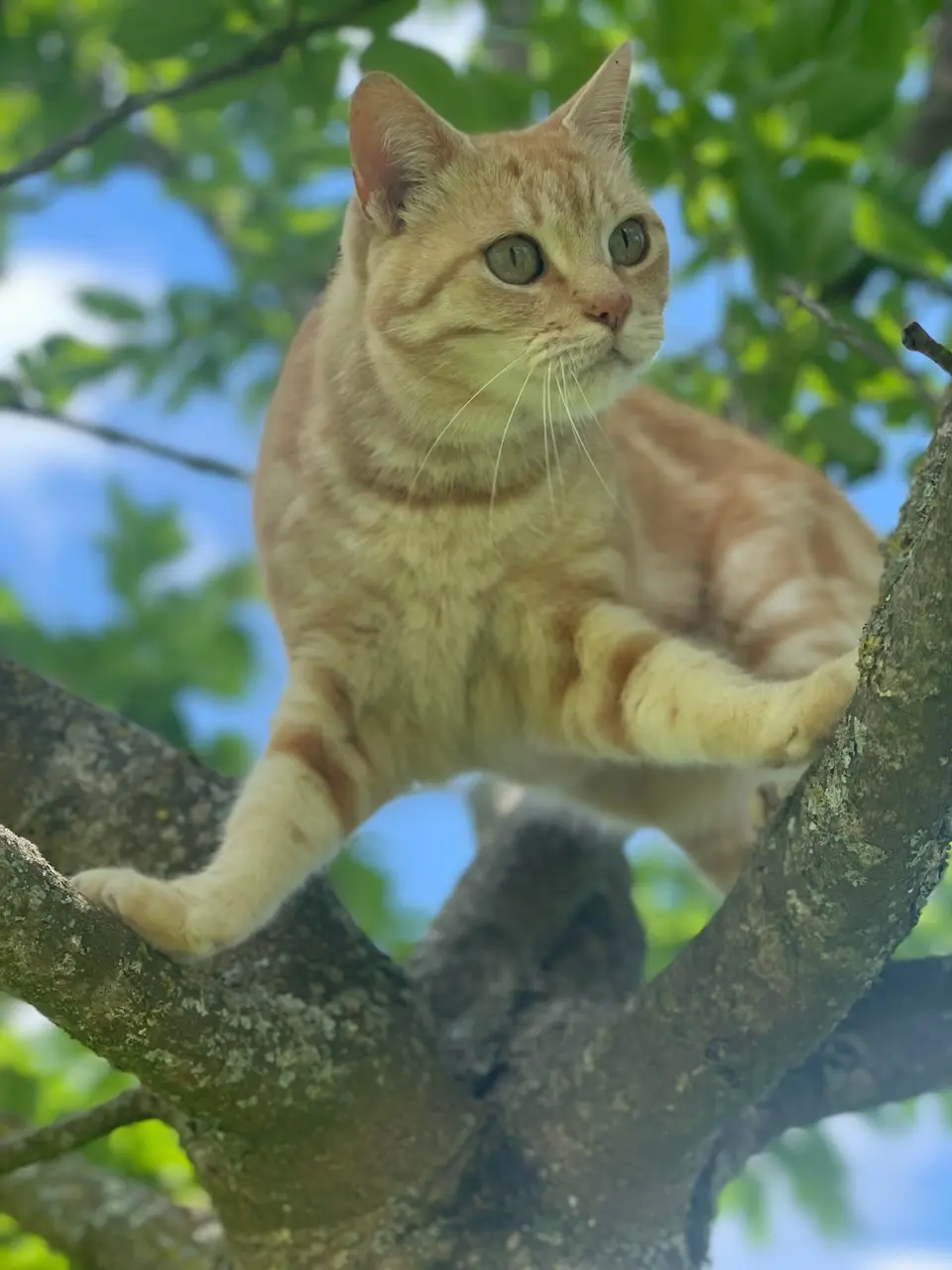 Chat Perdu 64 Pyrénées-Atlantiques - Roucky