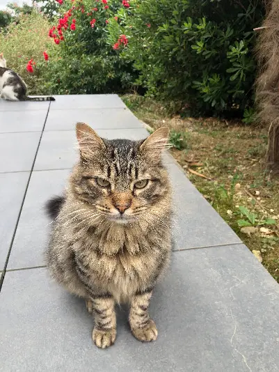 Chat Perdu 65 Hautes-Pyrénées