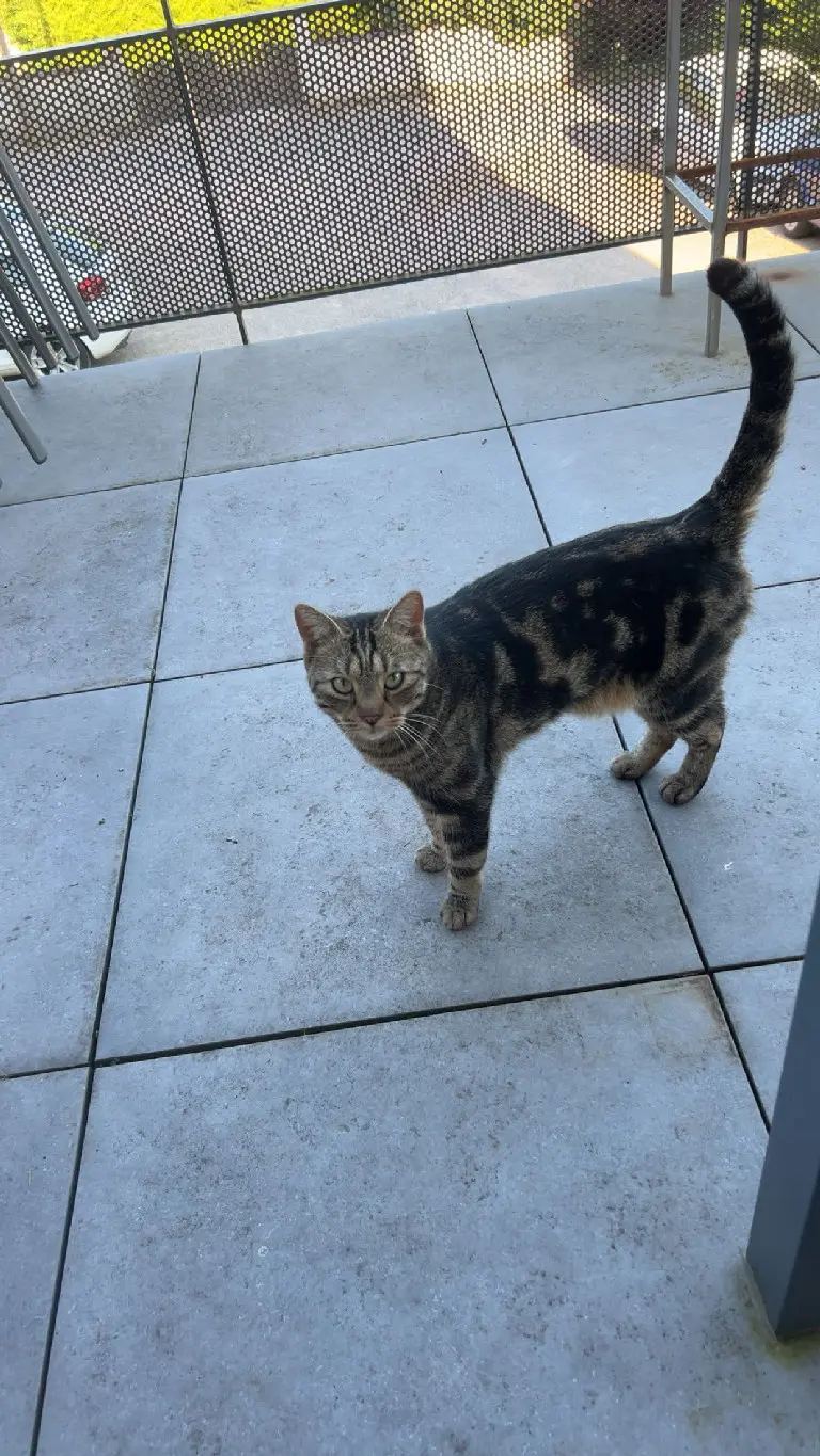 chat lost 29 Rue de la Source 67280 Oberhaslach Loki 