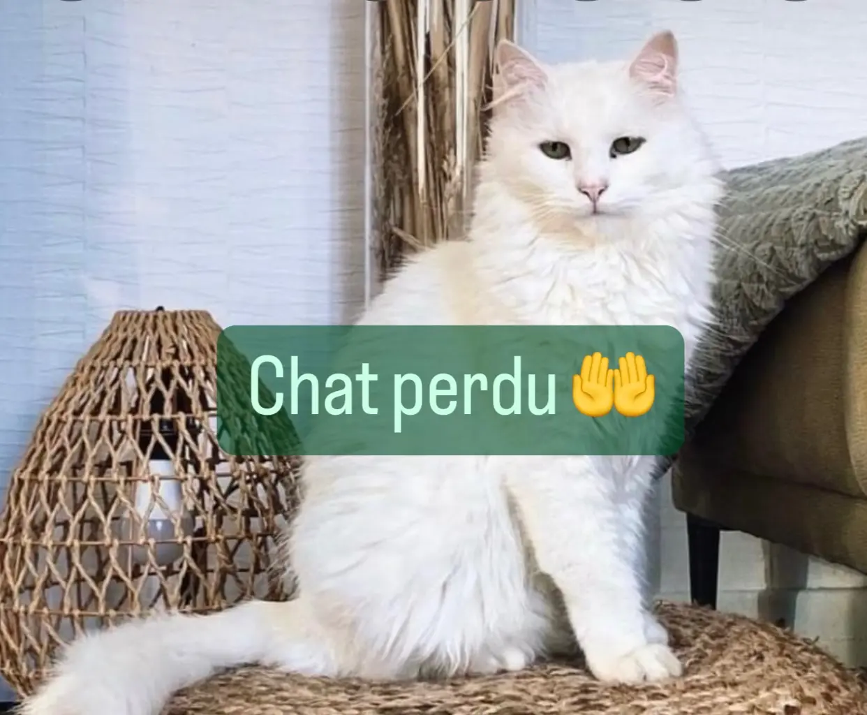 Chat Perdu 67 Bas-Rhin - Mozart-dit-momo