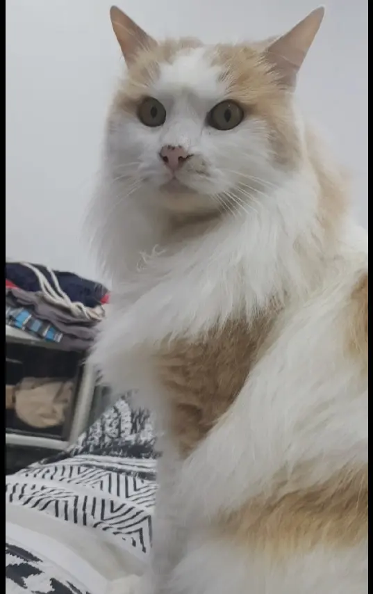 Chat Perdu 67 Bas-Rhin Strasbourg