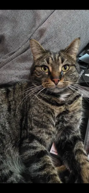 cat lost   68310 Wittelsheim Draccoon